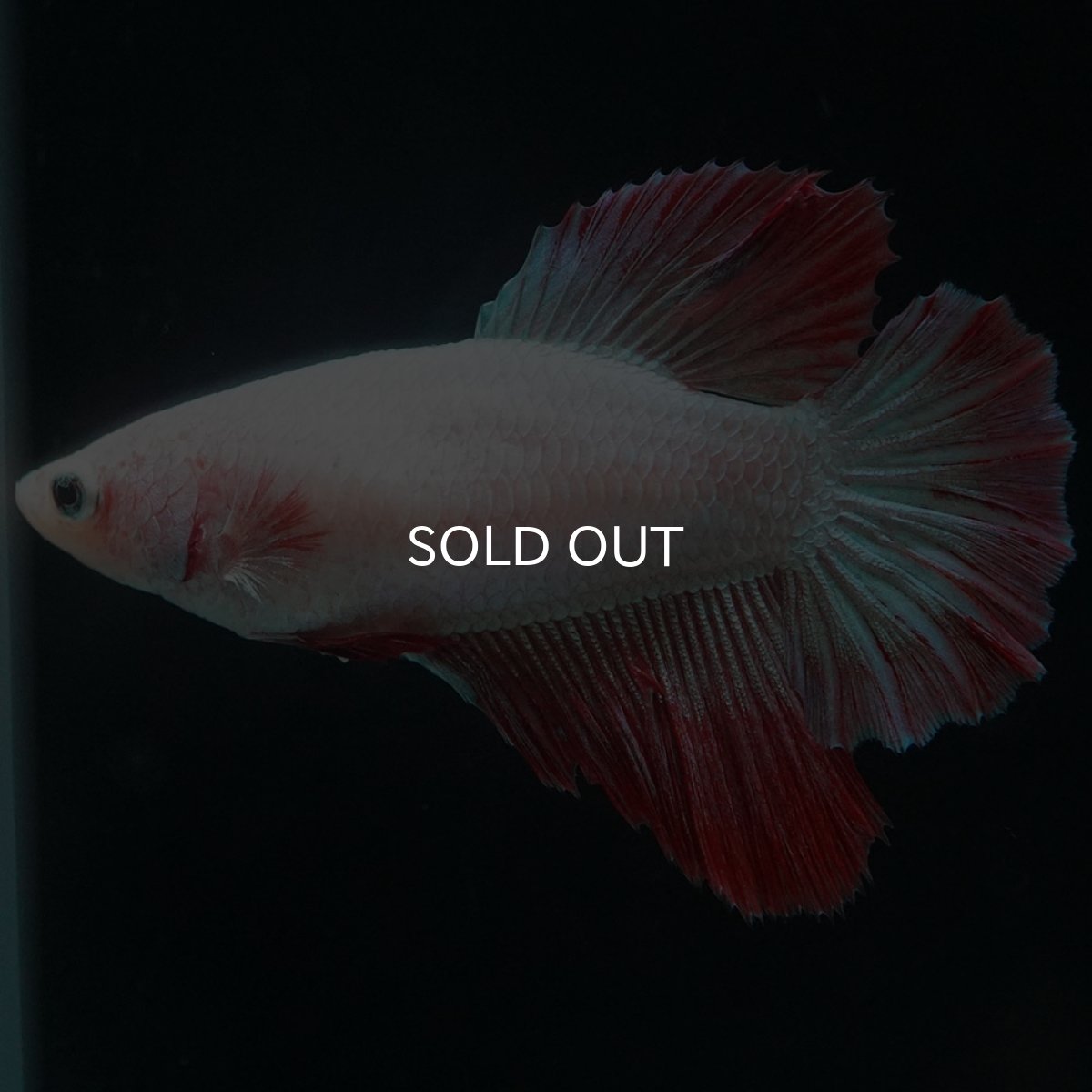 画像4: HM ファンシー メス (4)