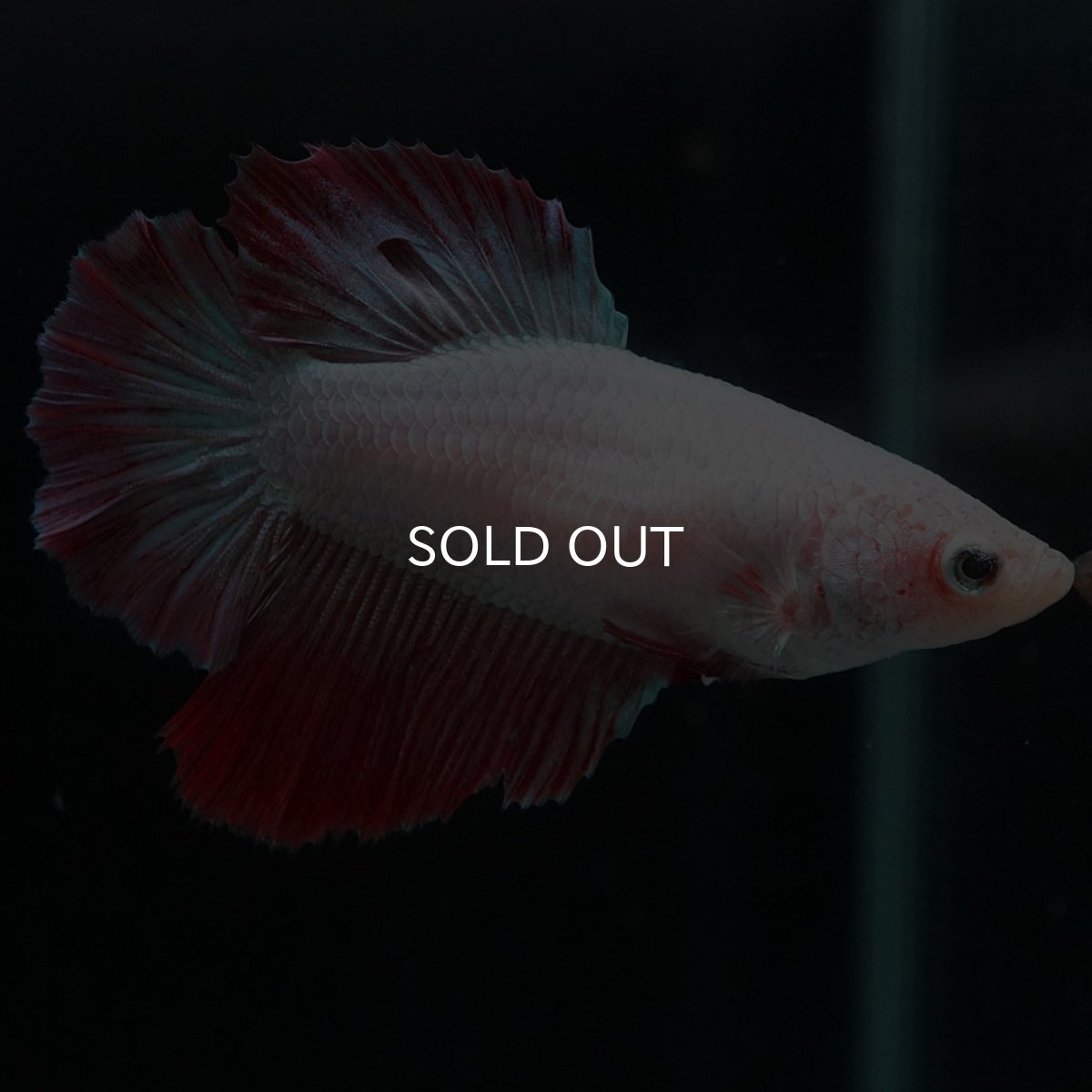 画像3: HM ファンシー メス (3)