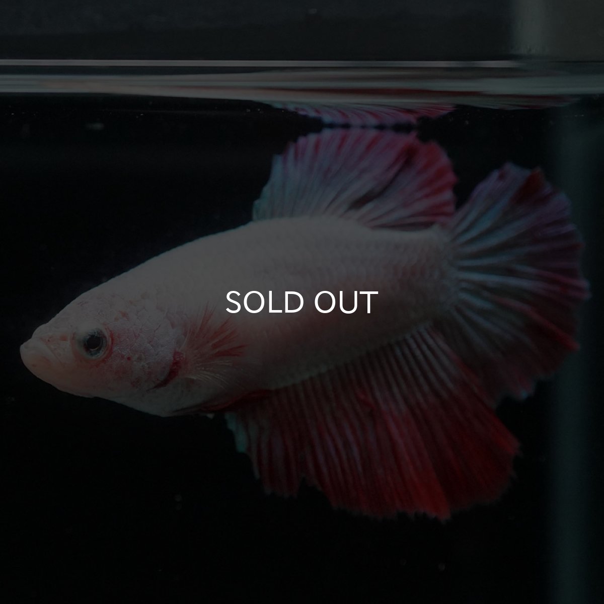 画像2: HM ファンシー メス (2)