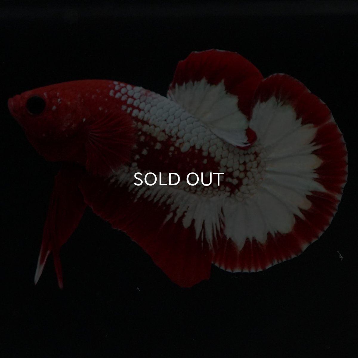 画像2: HMPK ヘルボーイ (2)