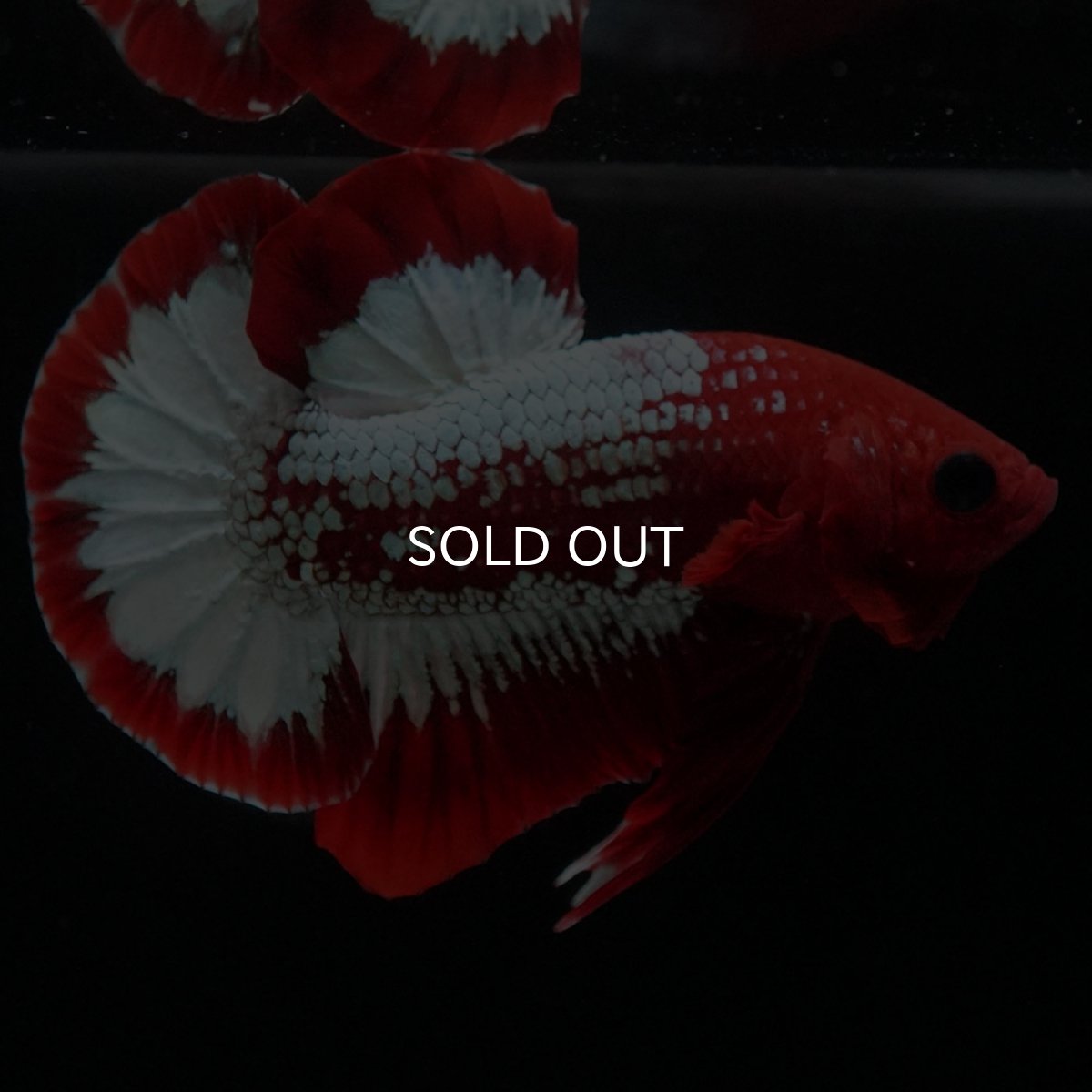 画像7: HMPK ヘルボーイ (7)