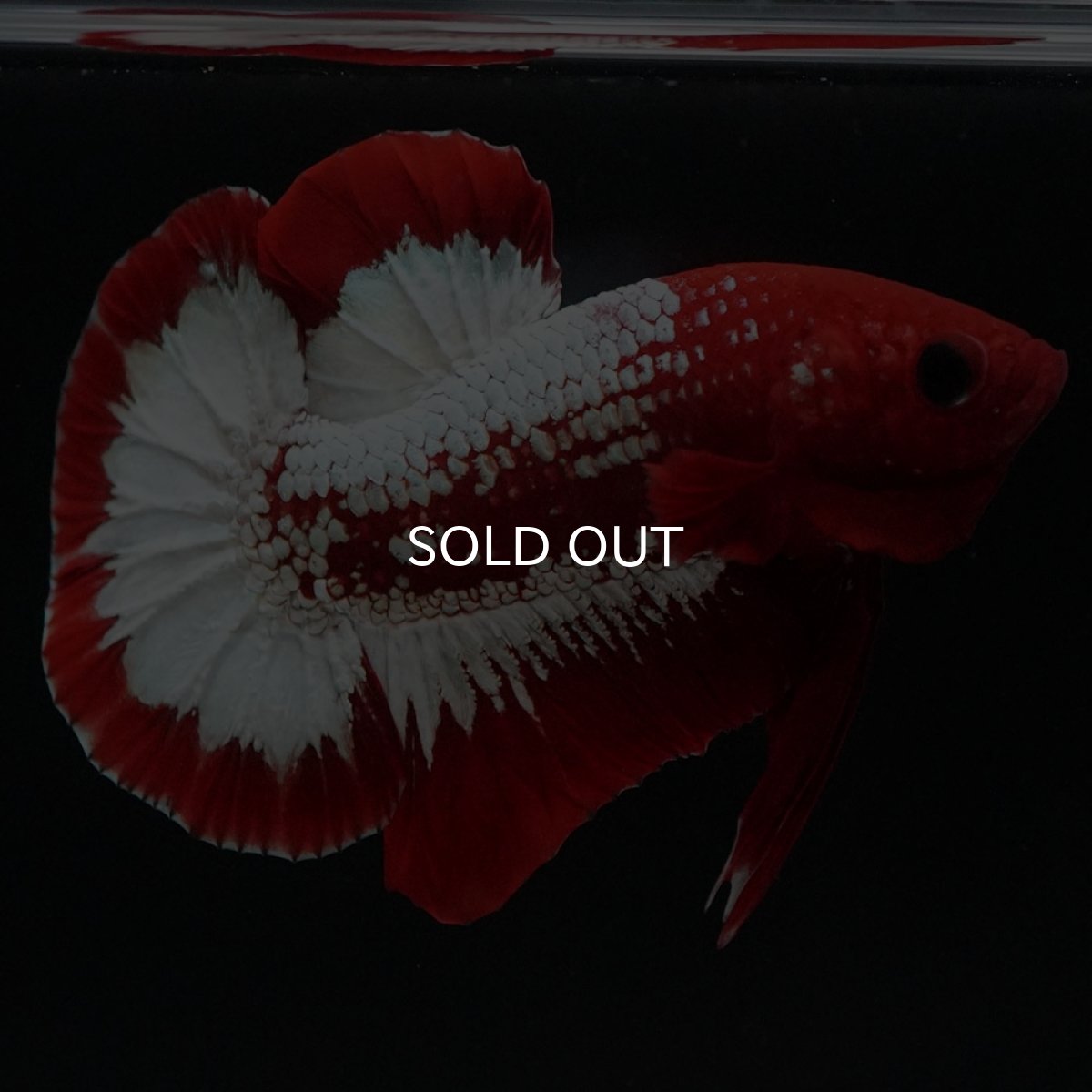 画像3: HMPK ヘルボーイ (3)