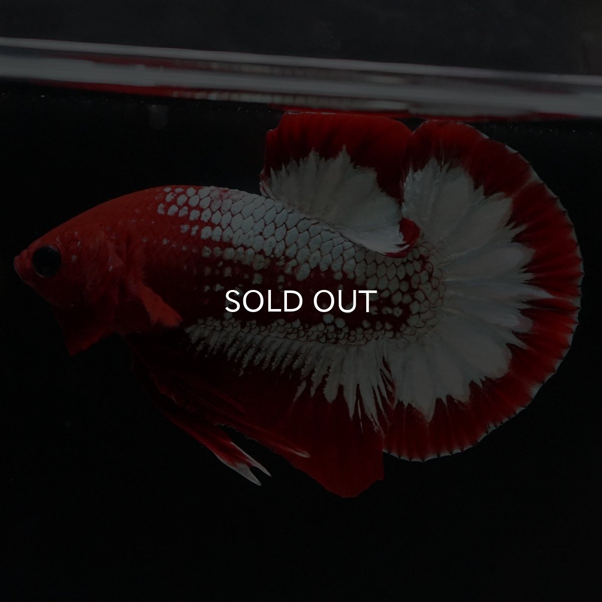 画像6: HMPK ヘルボーイ (6)