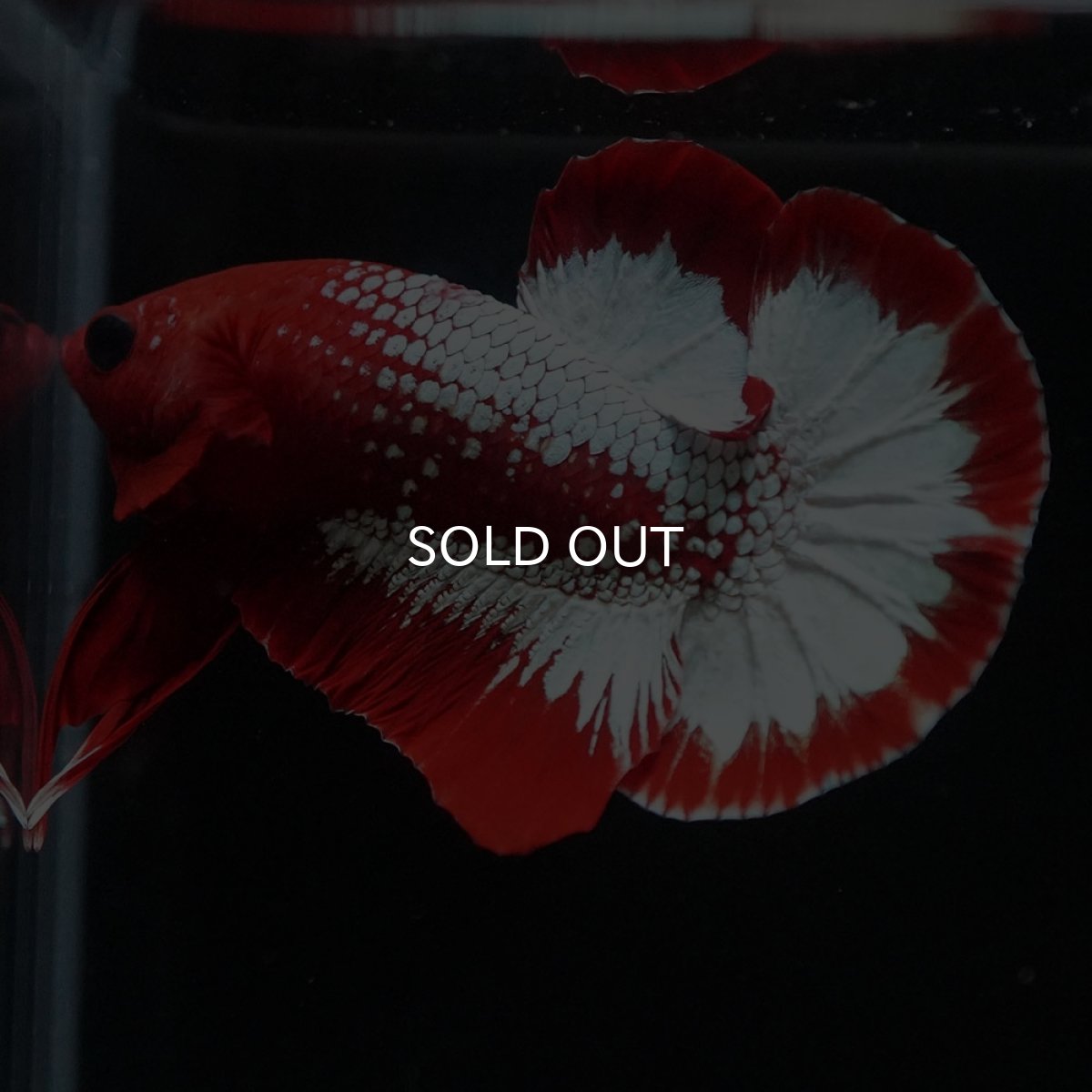 画像4: HMPK ヘルボーイ (4)