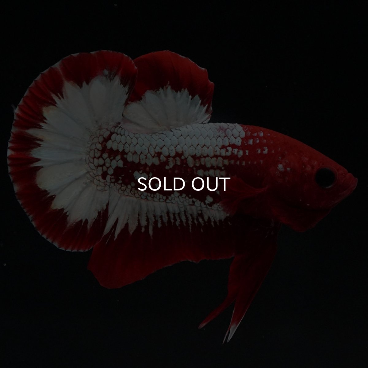 画像5: HMPK ヘルボーイ (5)