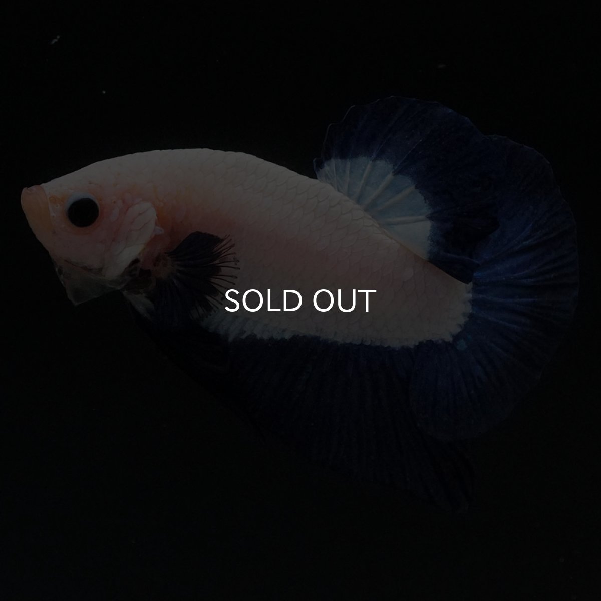 画像5: HMPK ブルーリム (5)