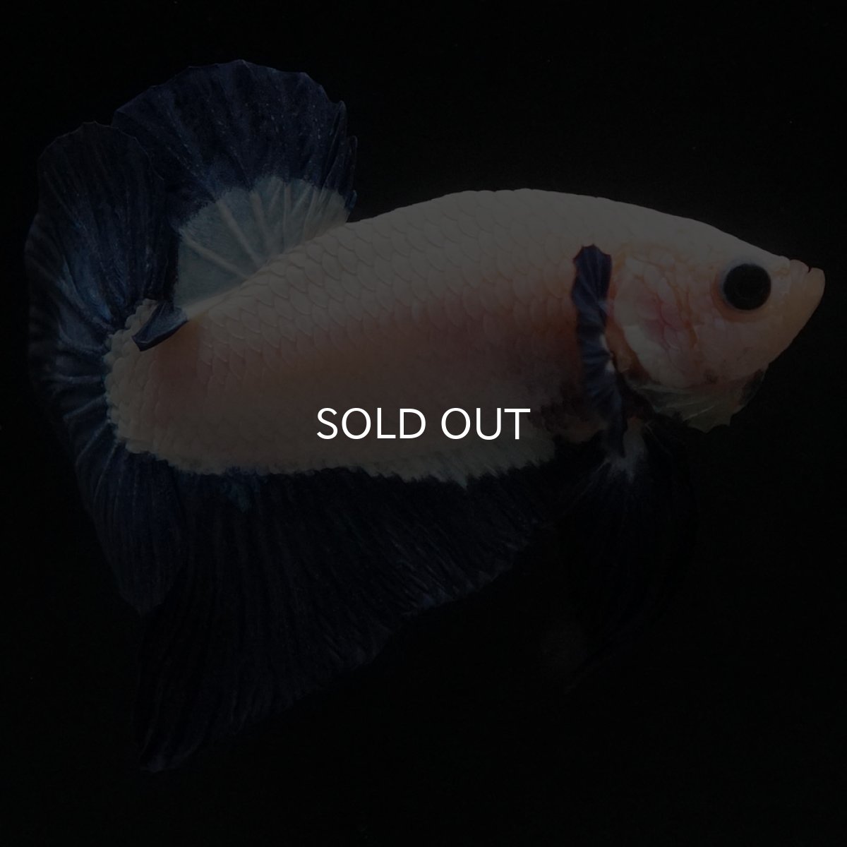 画像4: HMPK ブルーリム (4)