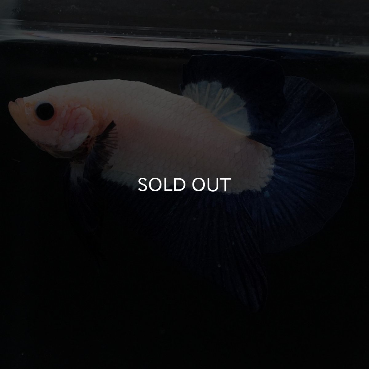 画像3: HMPK ブルーリム (3)