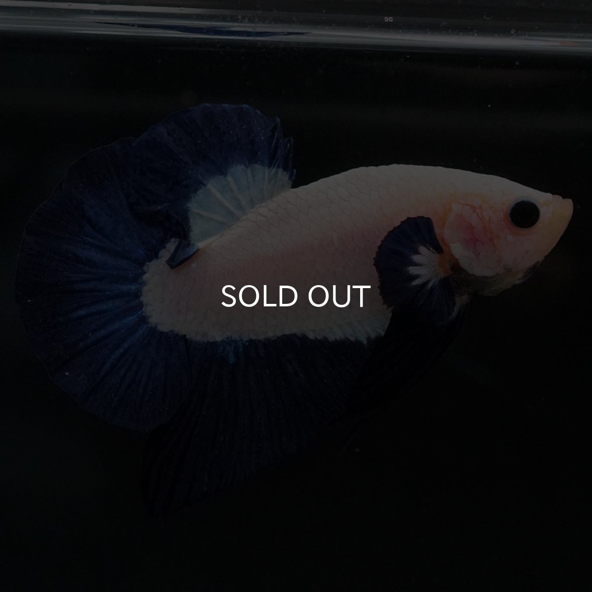 画像2: HMPK ブルーリム (2)