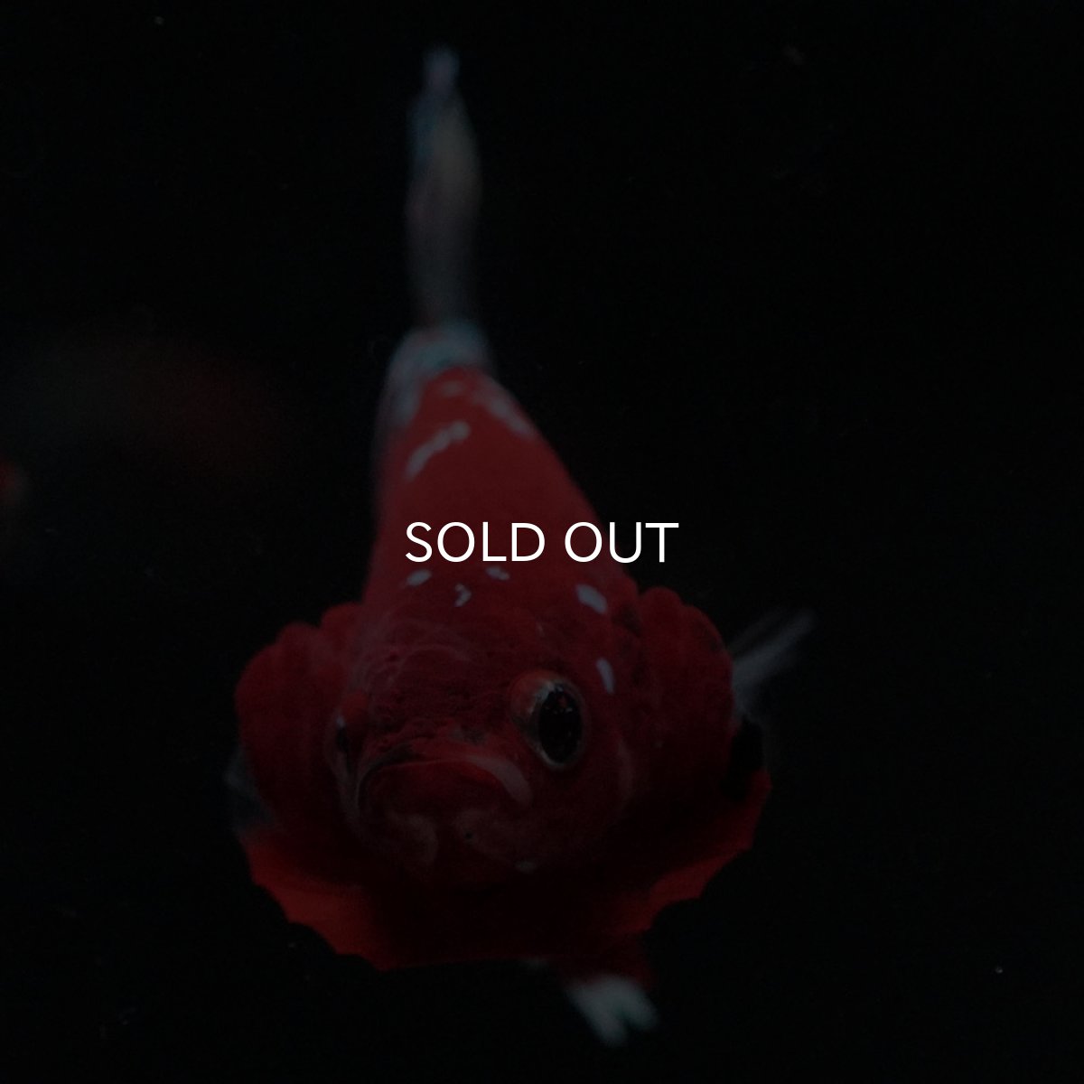 画像3: HMPK 鯉カッパー (3)