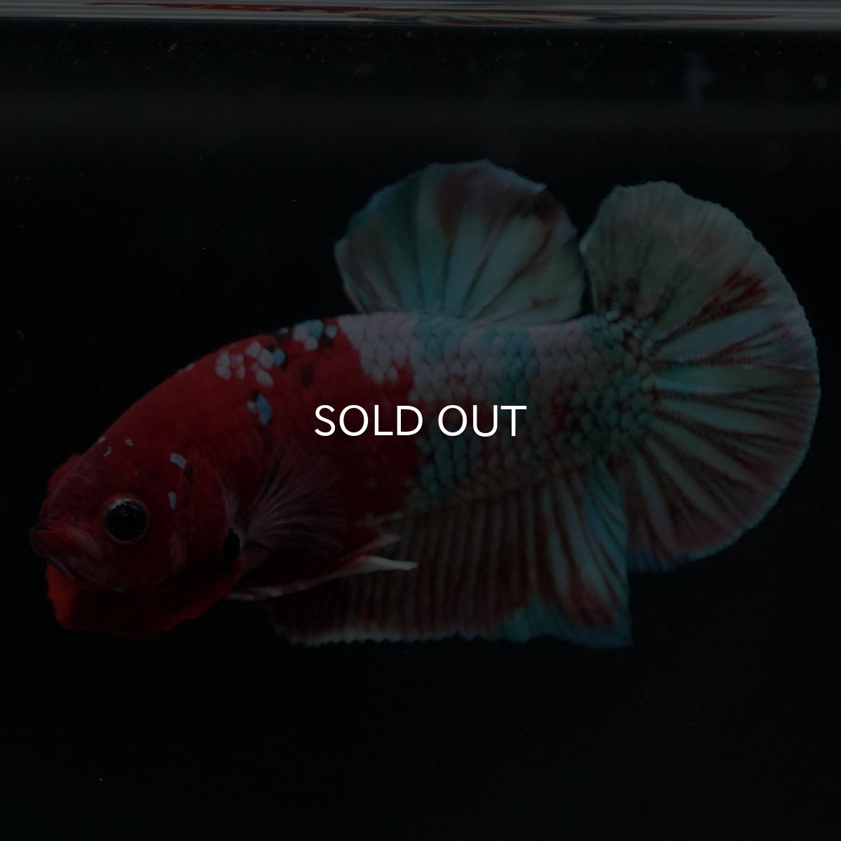 画像7: HMPK 鯉カッパー (7)