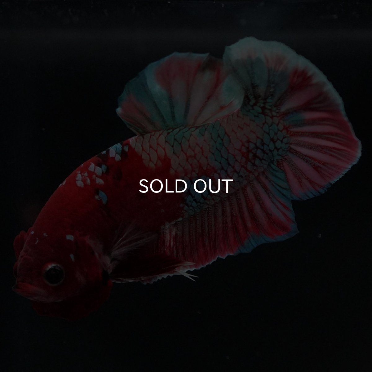 画像9: HMPK 鯉カッパー (9)