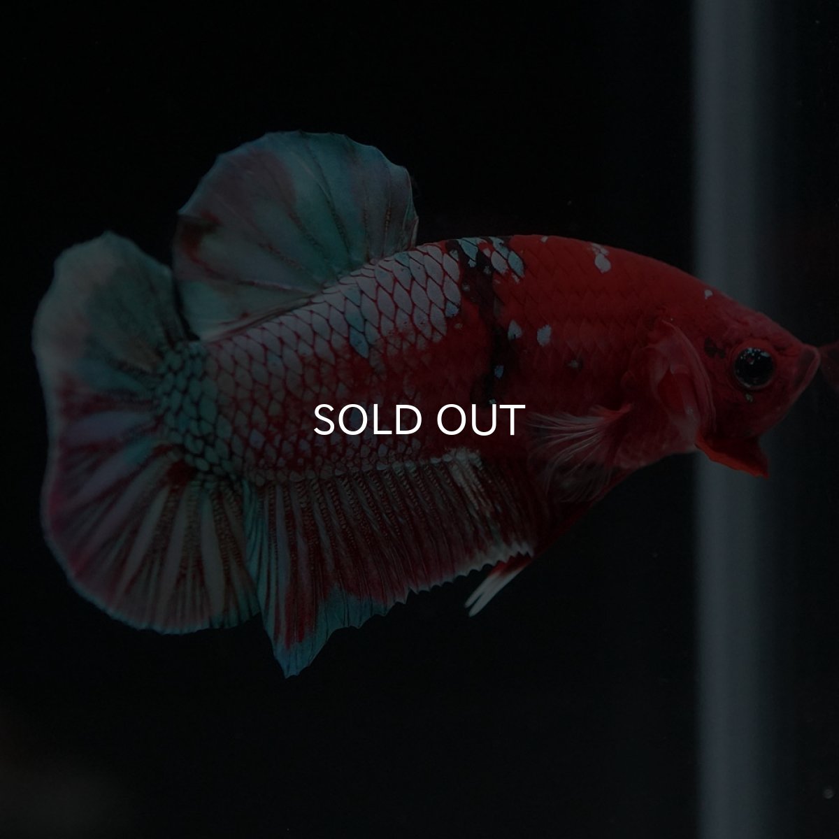 画像10: HMPK 鯉カッパー (10)