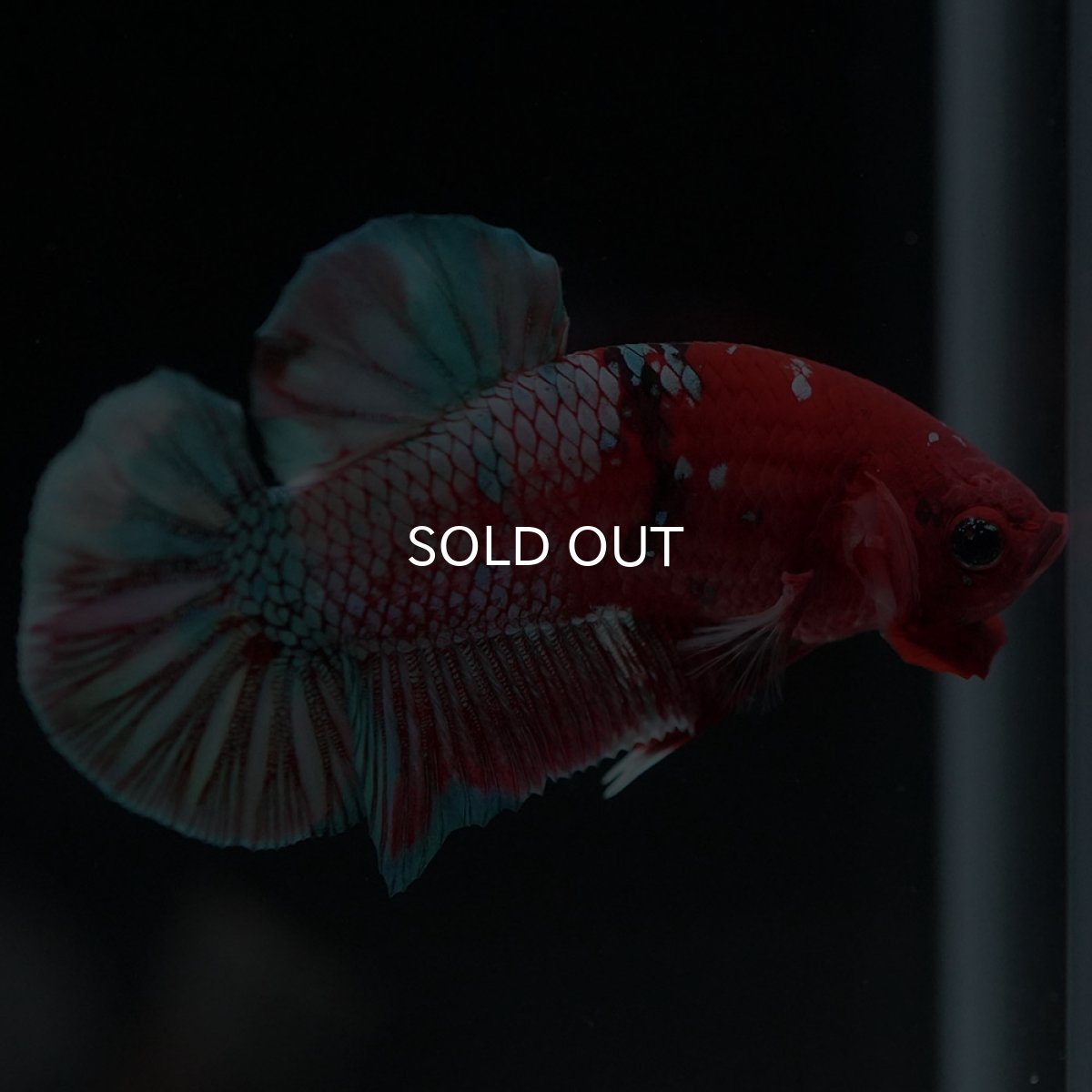 画像8: HMPK 鯉カッパー (8)