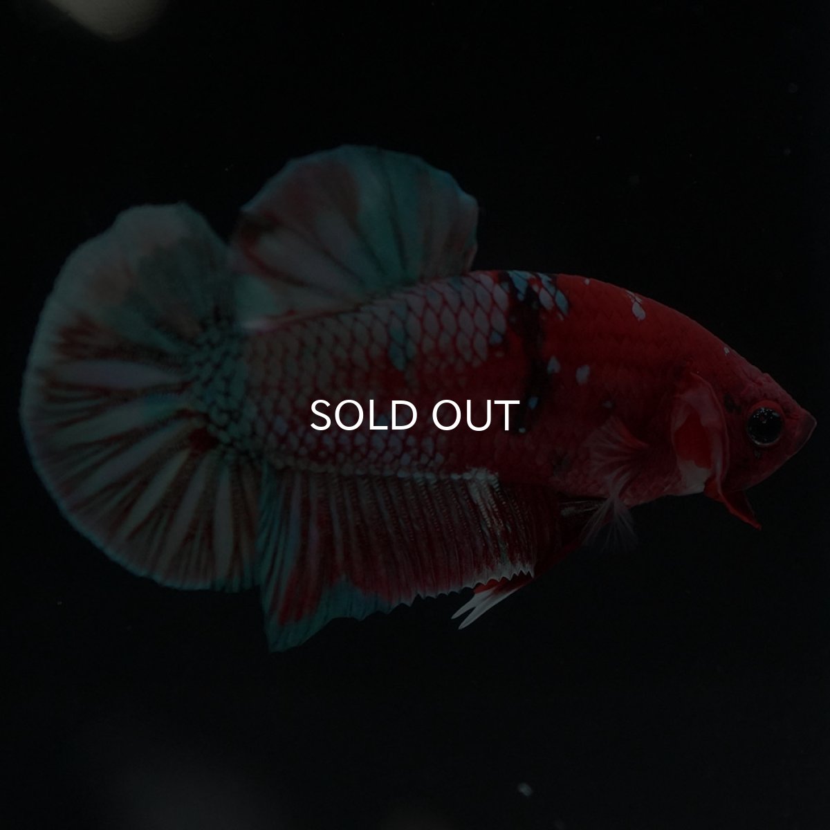 画像6: HMPK 鯉カッパー (6)