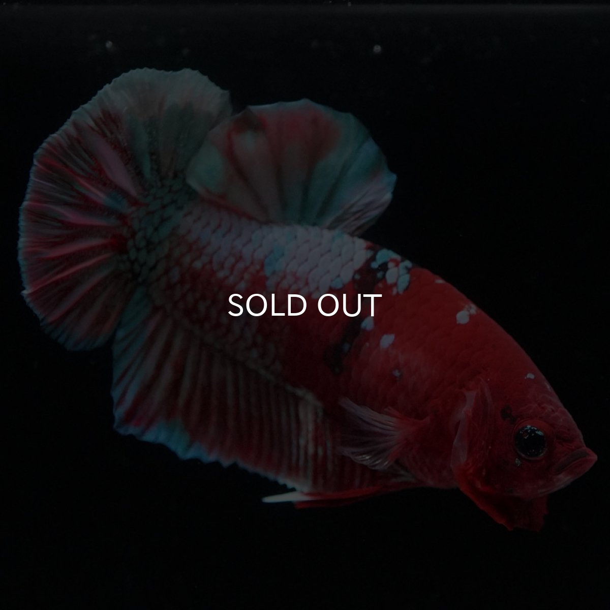 画像4: HMPK 鯉カッパー (4)