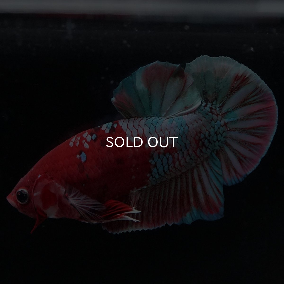 画像2: HMPK 鯉カッパー (2)