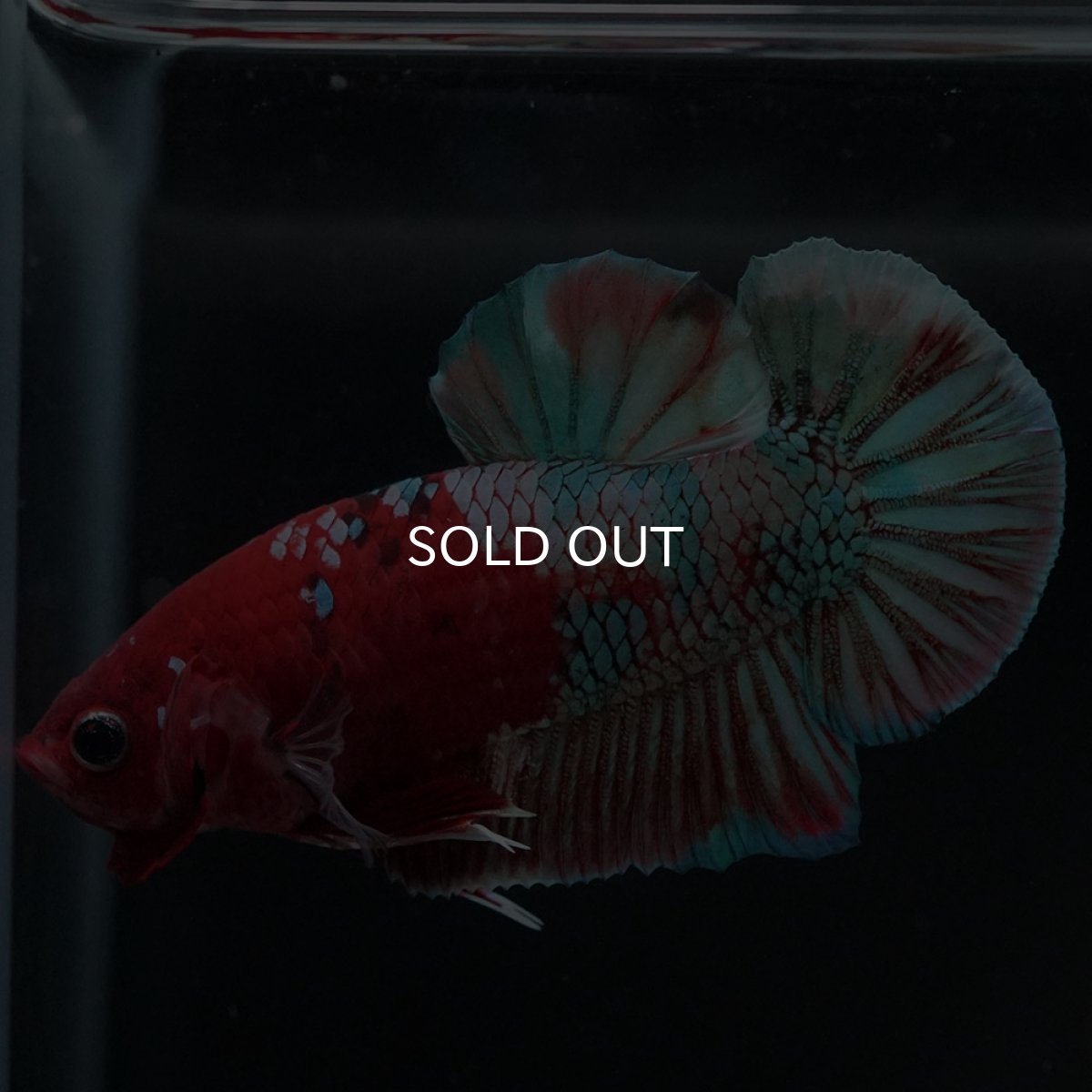 画像5: HMPK 鯉カッパー (5)