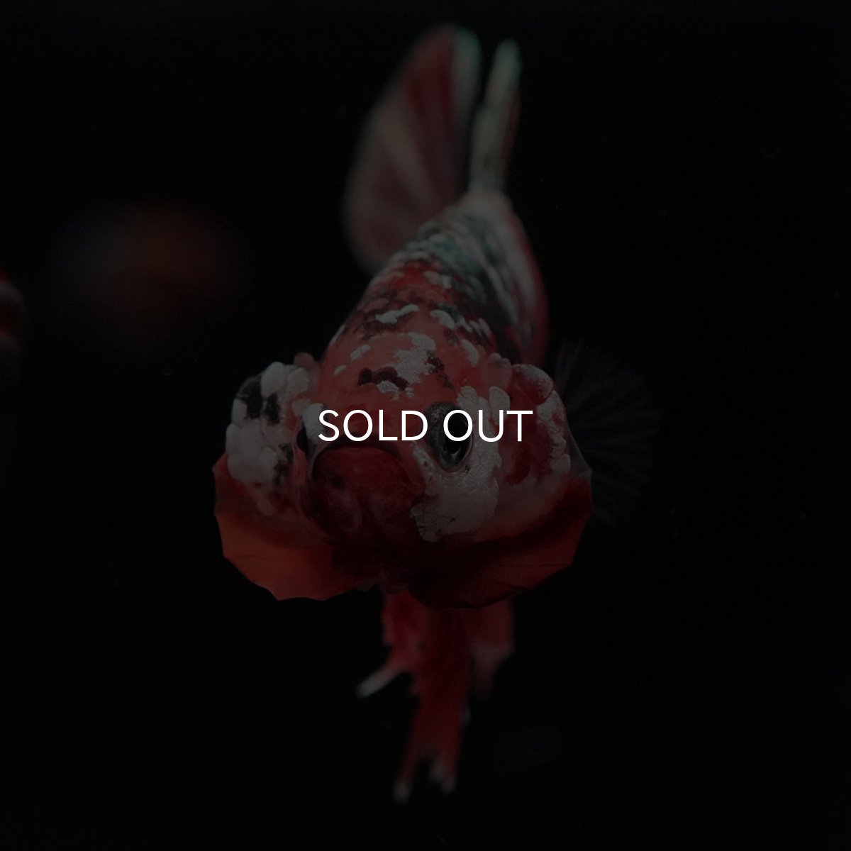 画像3: HMPK キャンディカッパー (3)