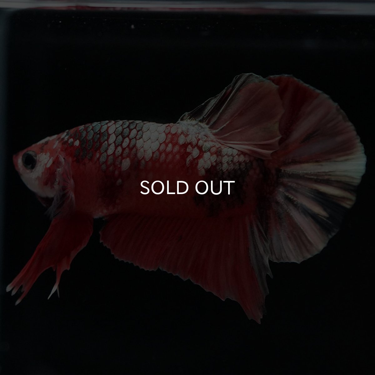 画像2: HMPK キャンディカッパー (2)