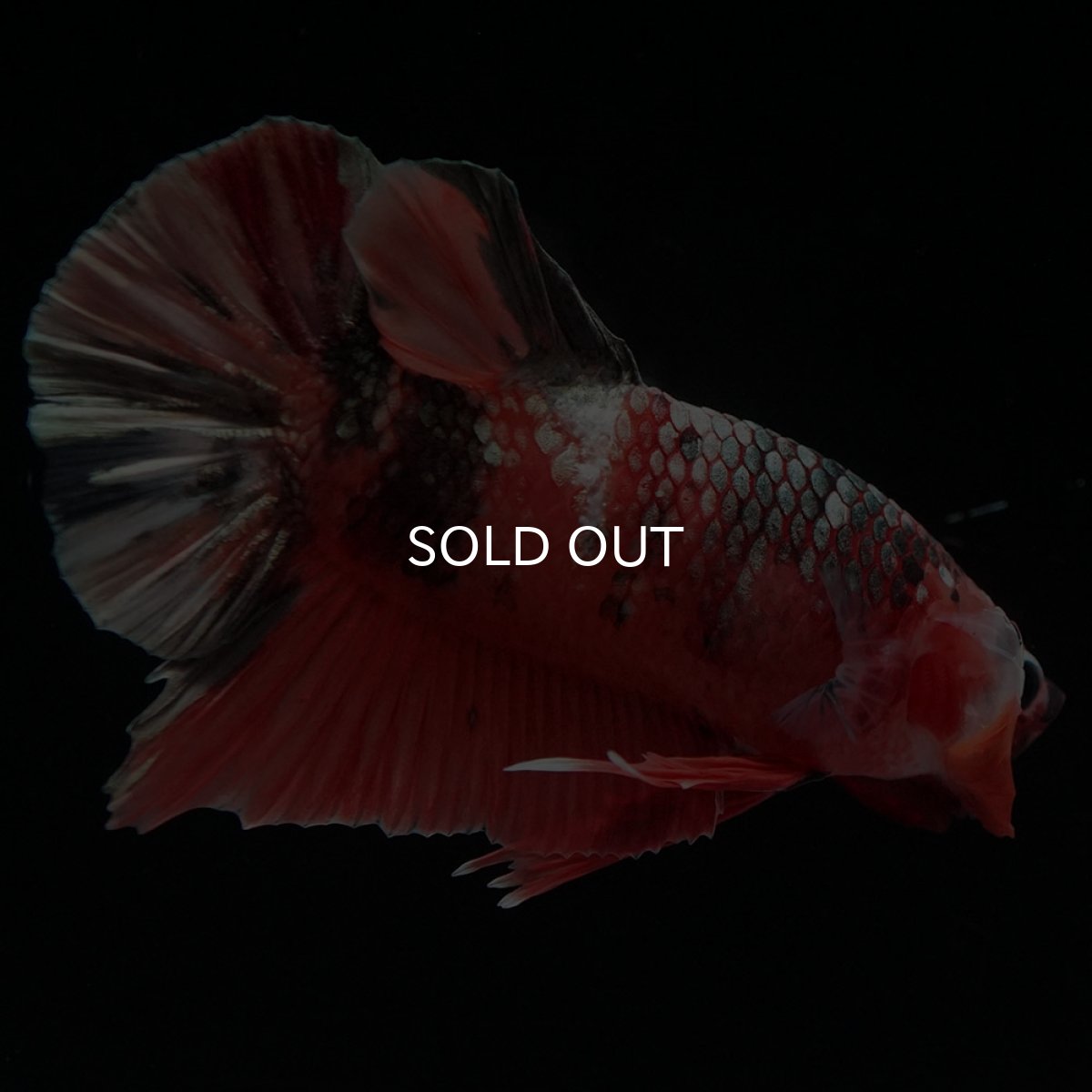 画像6: HMPK キャンディカッパー (6)