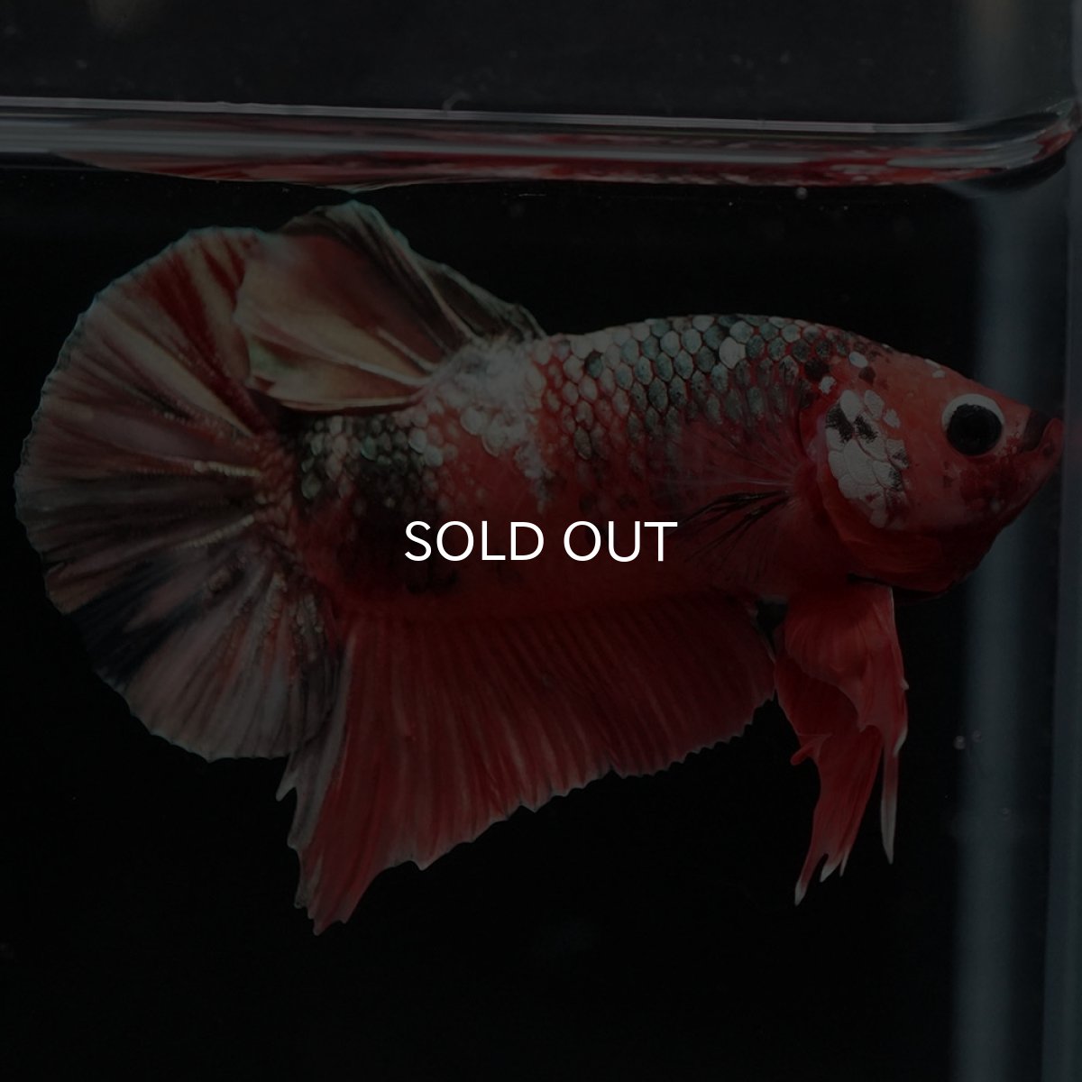 画像4: HMPK キャンディカッパー (4)