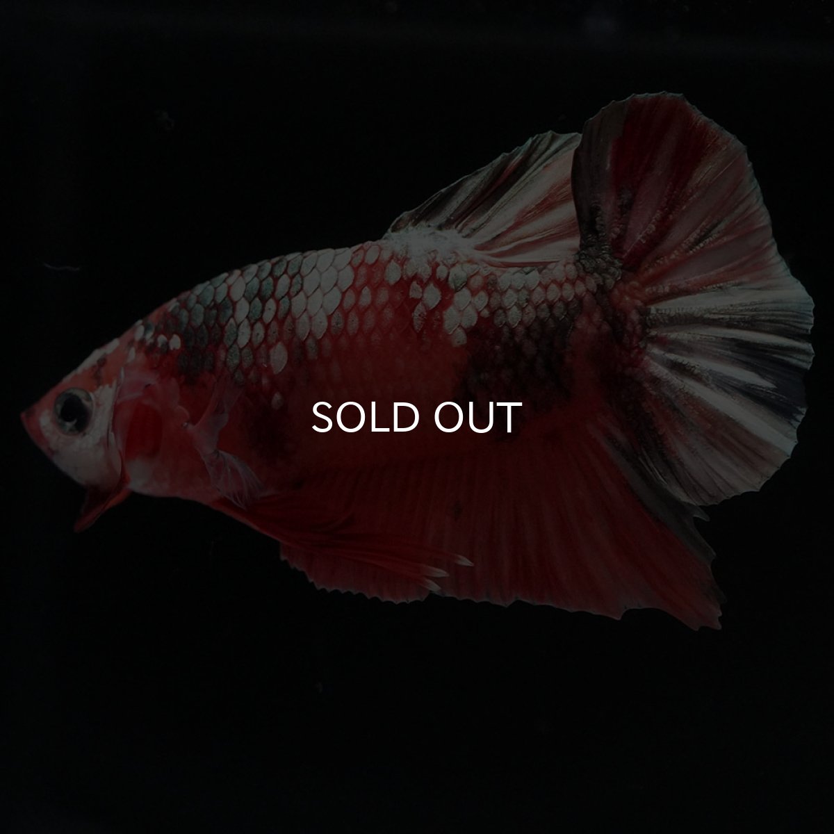 画像7: HMPK キャンディカッパー (7)