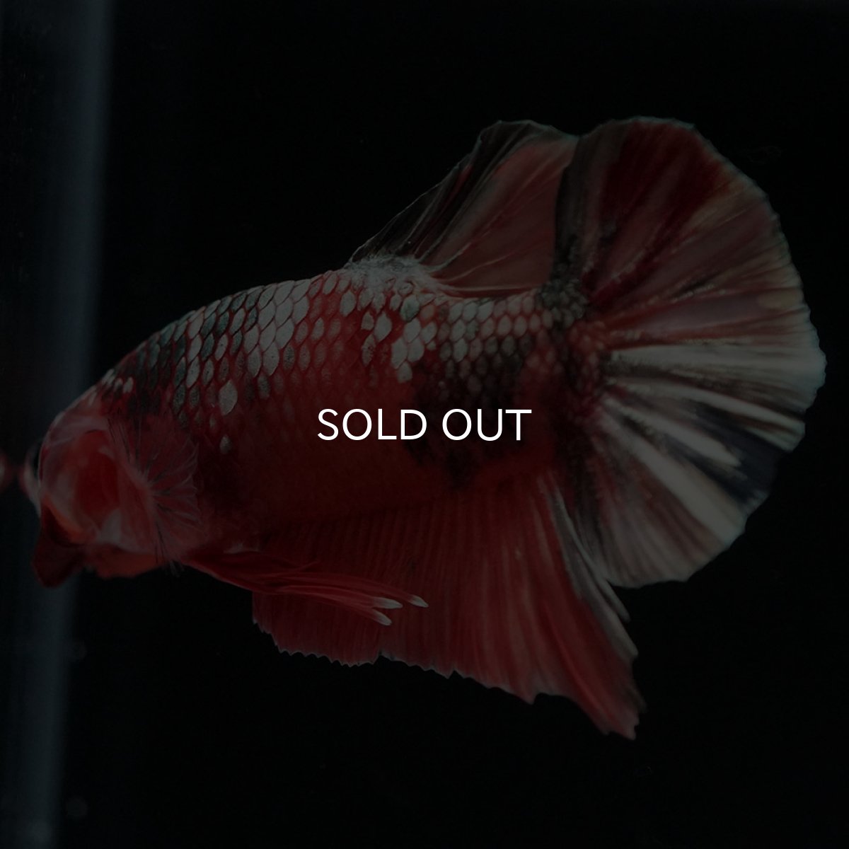 画像5: HMPK キャンディカッパー (5)