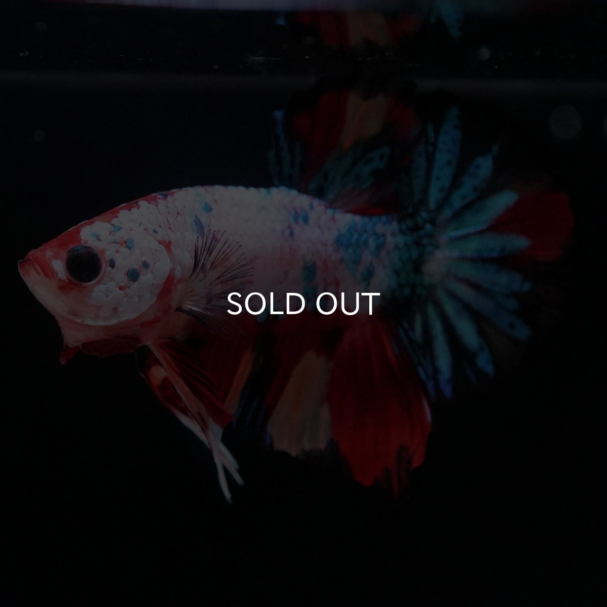 画像6: HMPK キャンディレインボー (6)