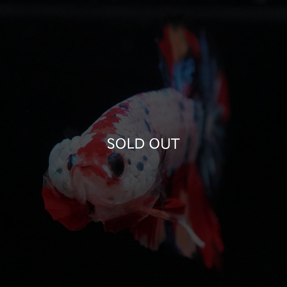 画像3: HMPK キャンディレインボー (3)