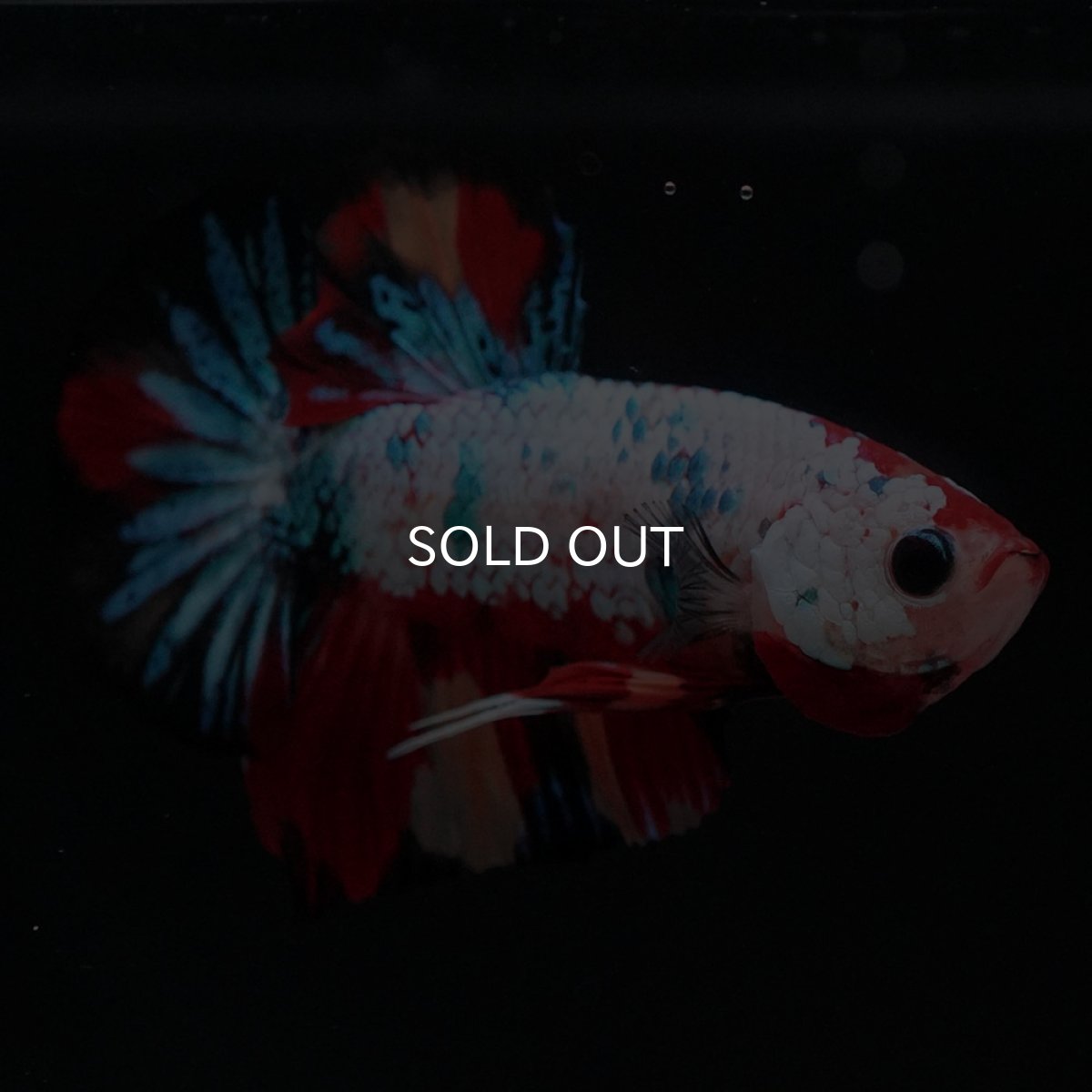 画像4: HMPK キャンディレインボー (4)