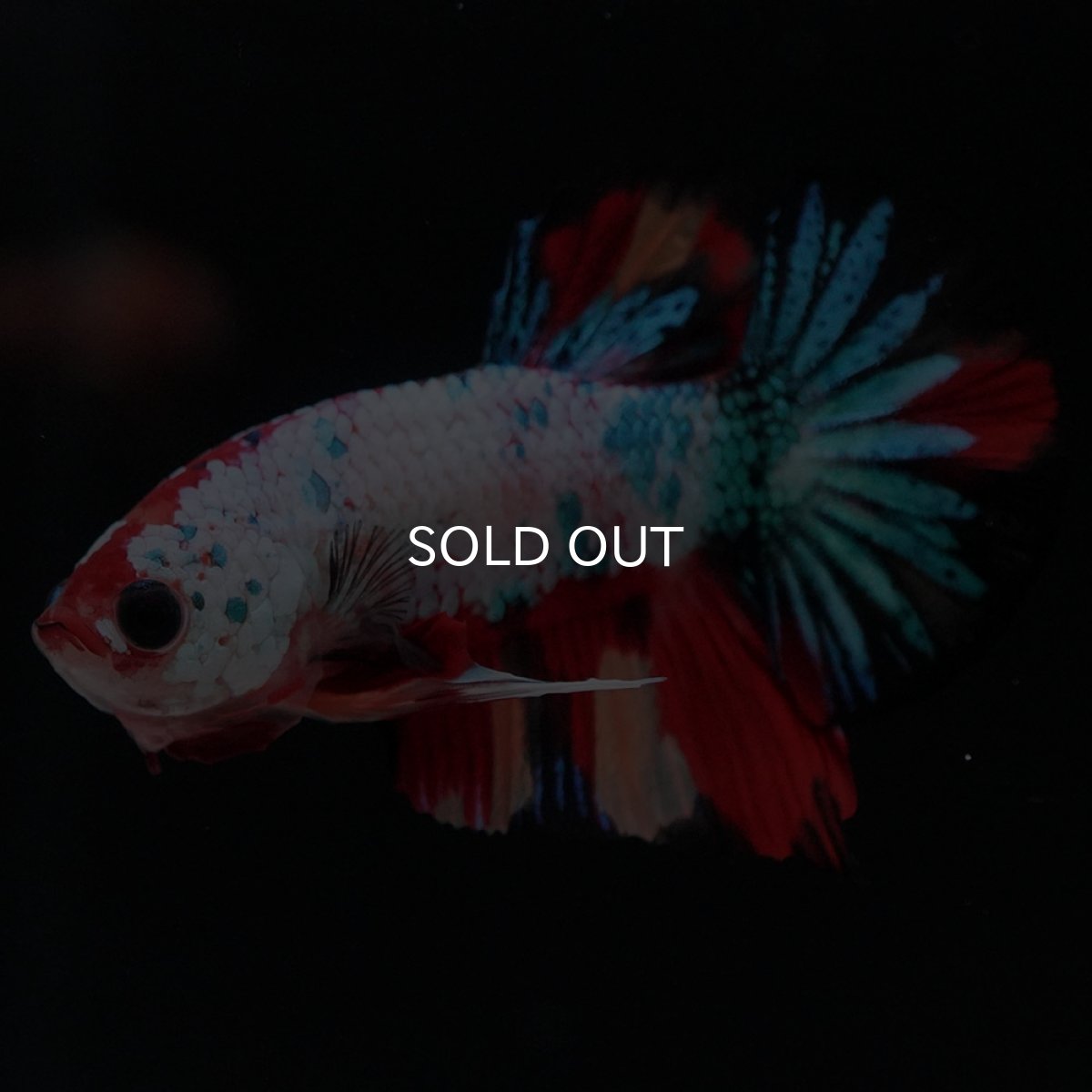 画像5: HMPK キャンディレインボー (5)