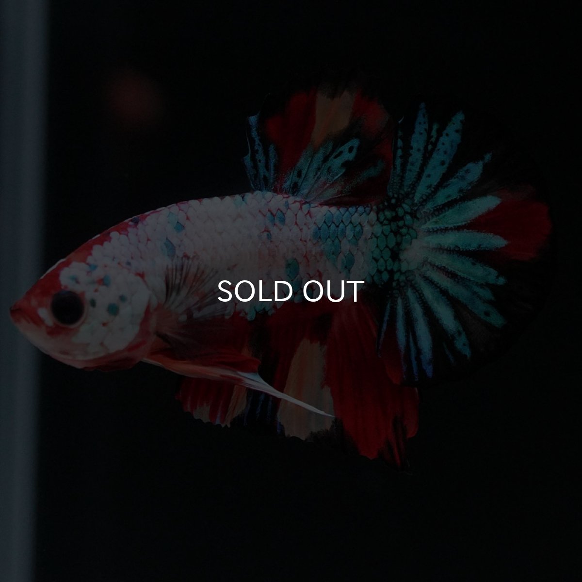 画像2: HMPK キャンディレインボー (2)