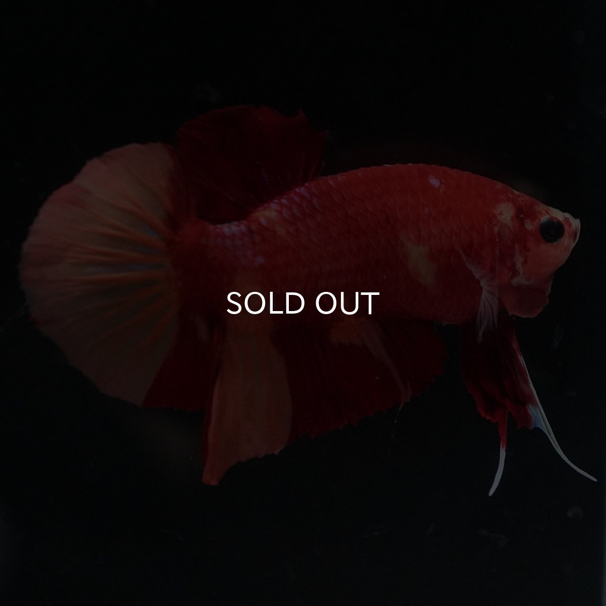 画像3: HMPK ニモ (3)