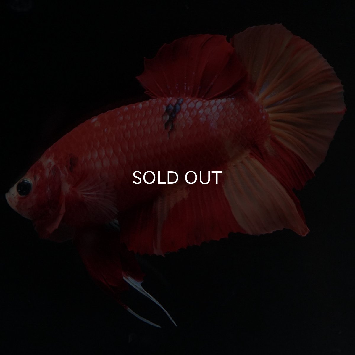 画像9: HMPK ニモ (9)