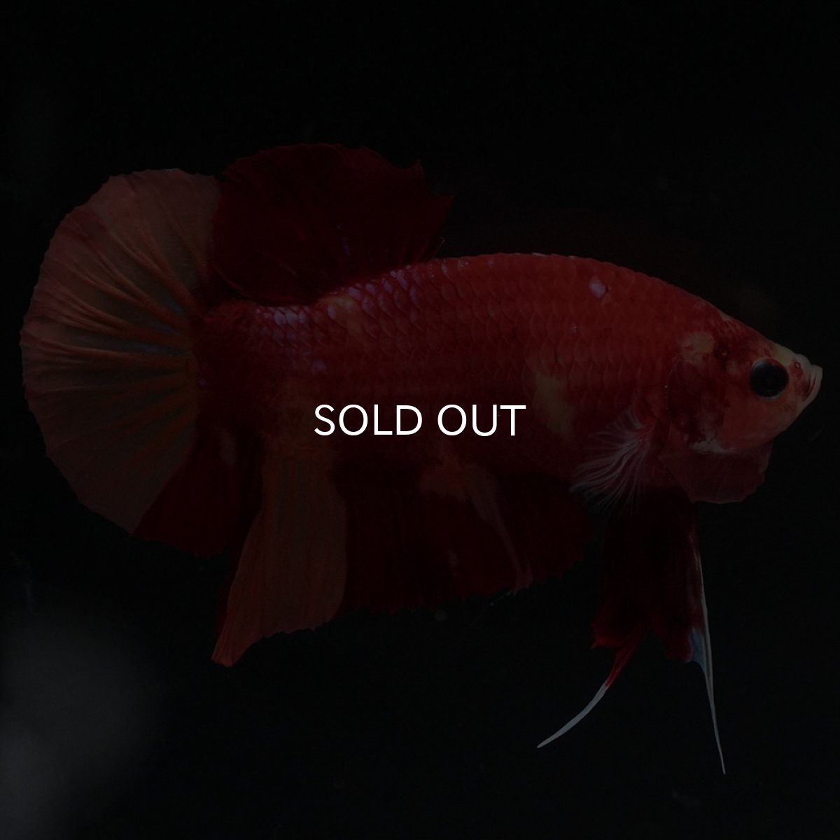 画像5: HMPK ニモ (5)