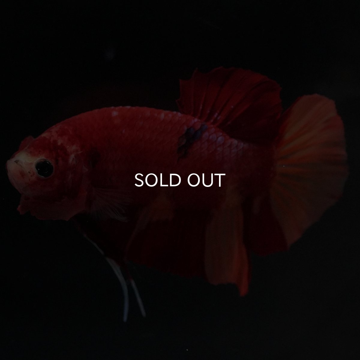 画像6: HMPK ニモ (6)