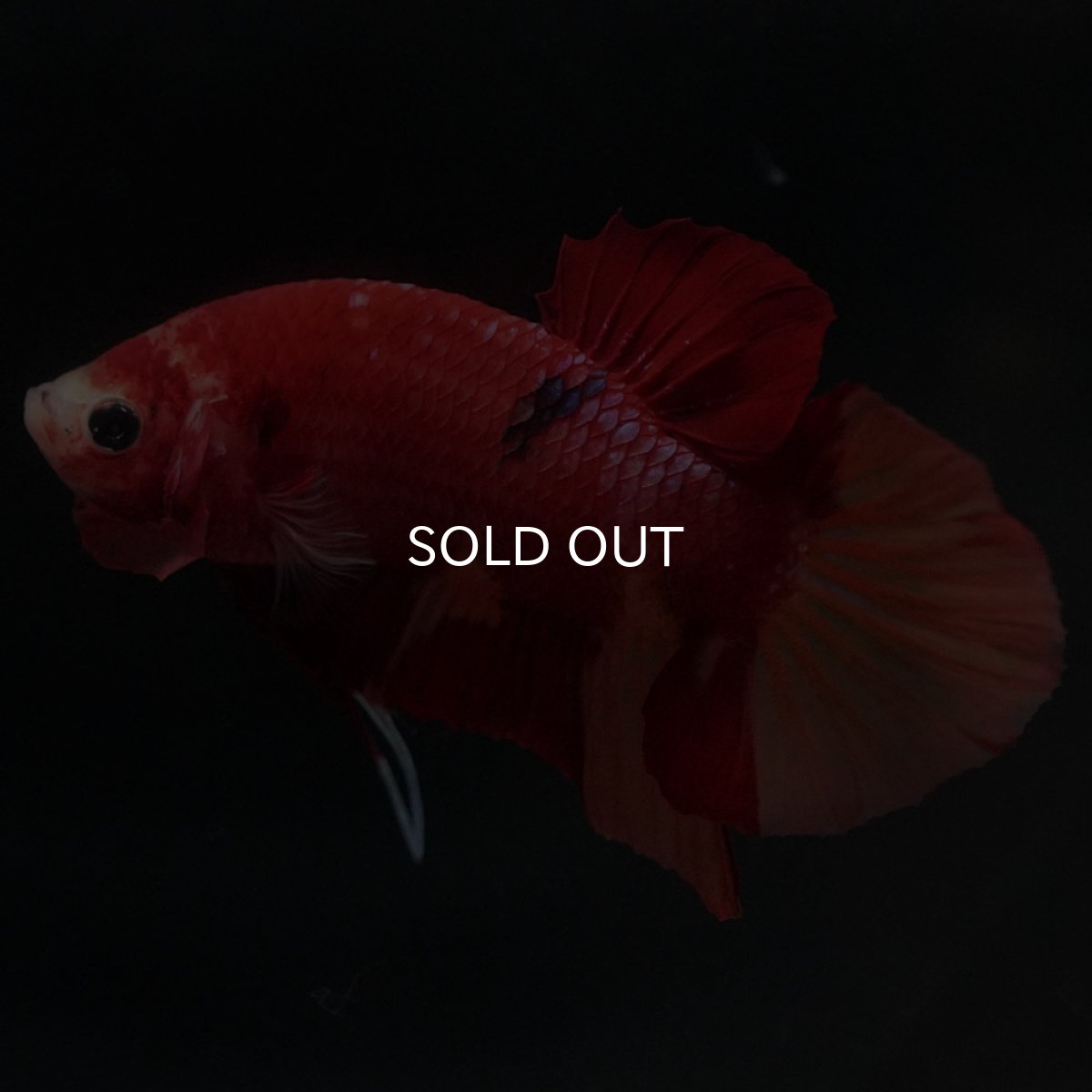 画像2: HMPK ニモ (2)