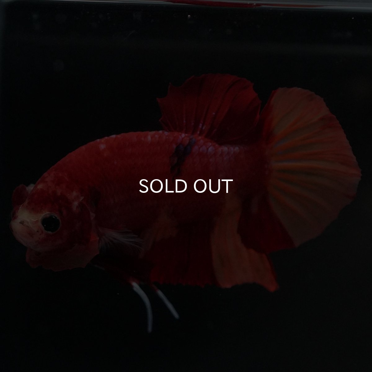 画像8: HMPK ニモ (8)