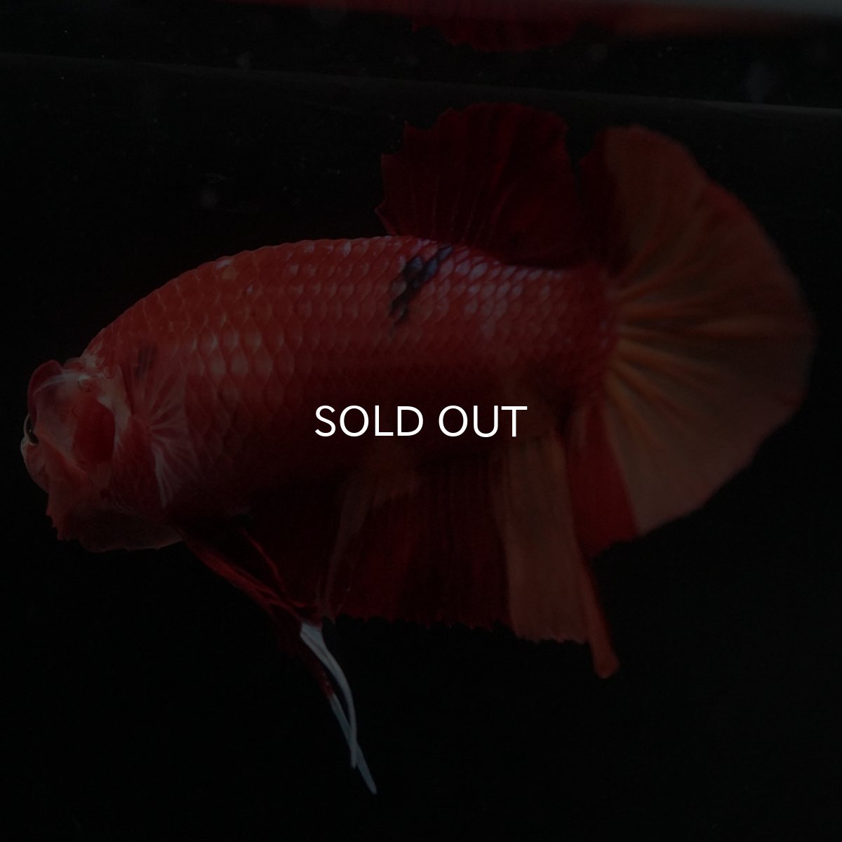 画像7: HMPK ニモ (7)