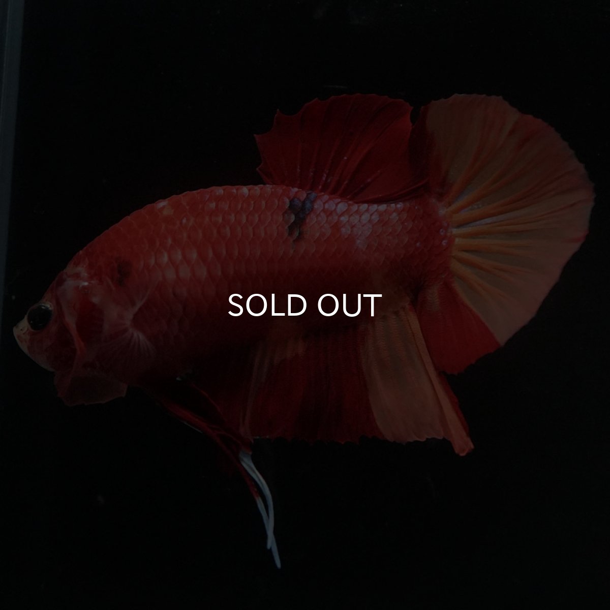 画像4: HMPK ニモ (4)