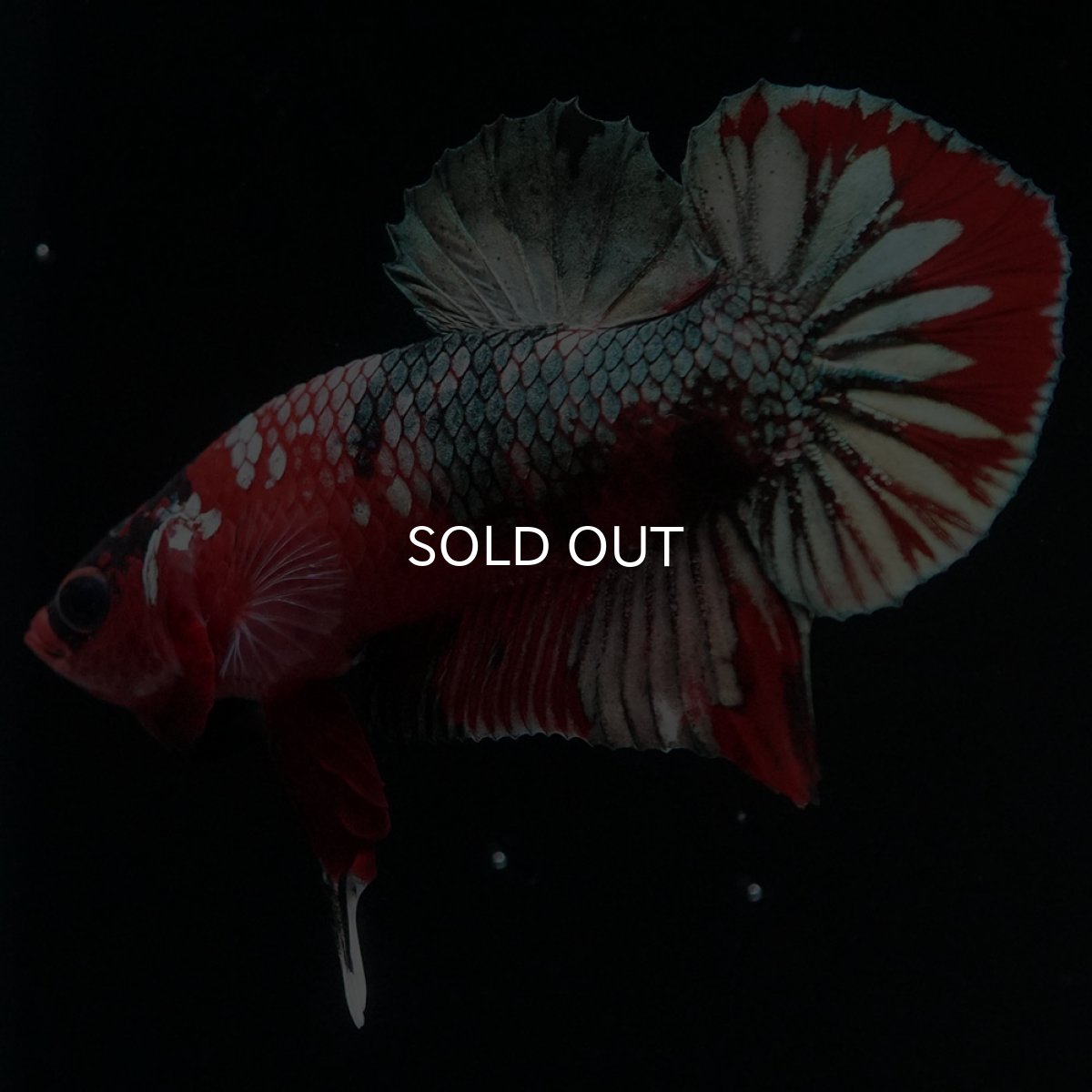 画像2: HMPK 鯉カッパー (2)