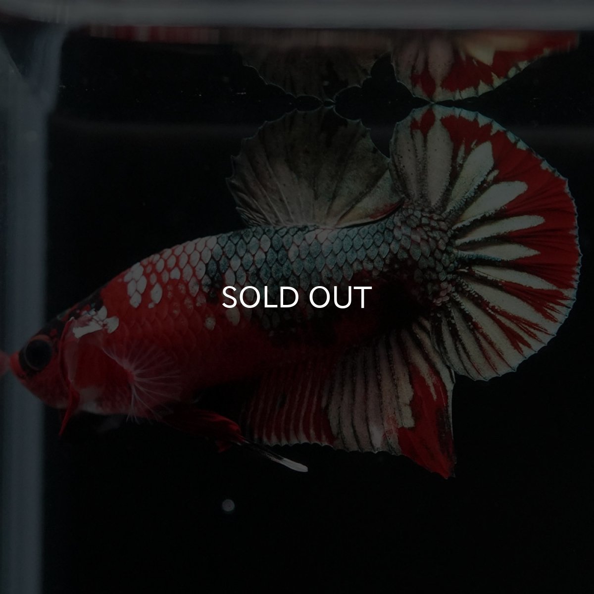 画像4: HMPK 鯉カッパー (4)