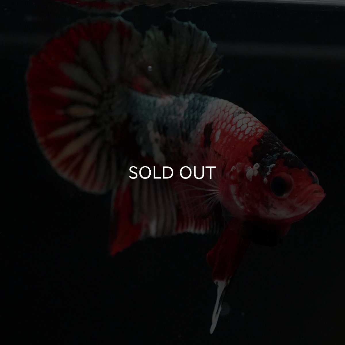 画像5: HMPK 鯉カッパー (5)