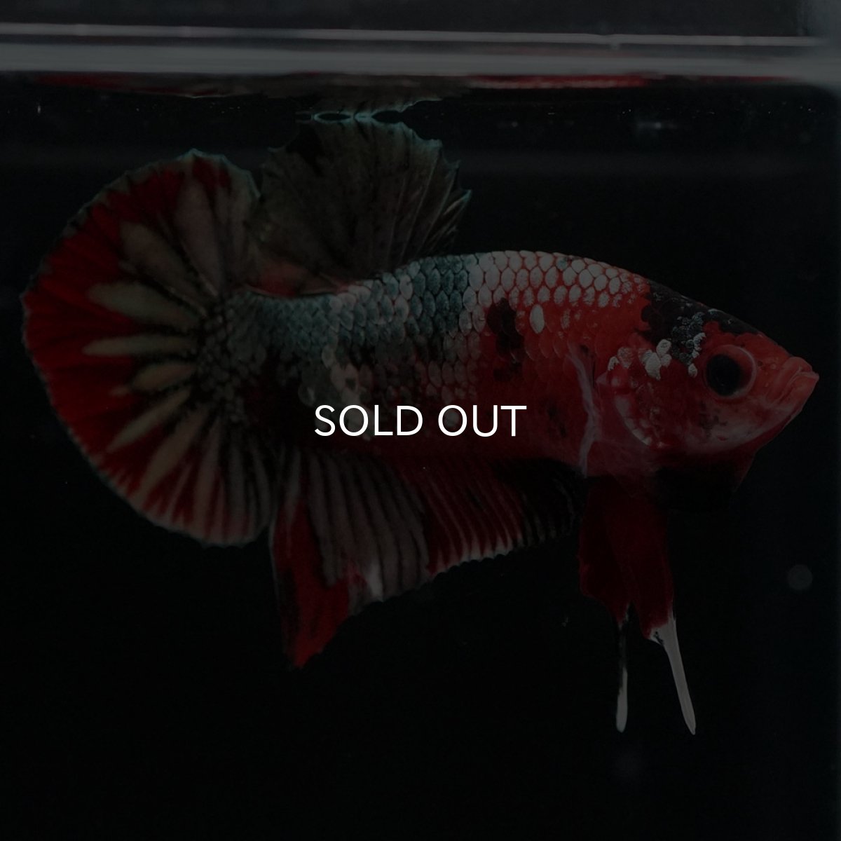 画像3: HMPK 鯉カッパー (3)