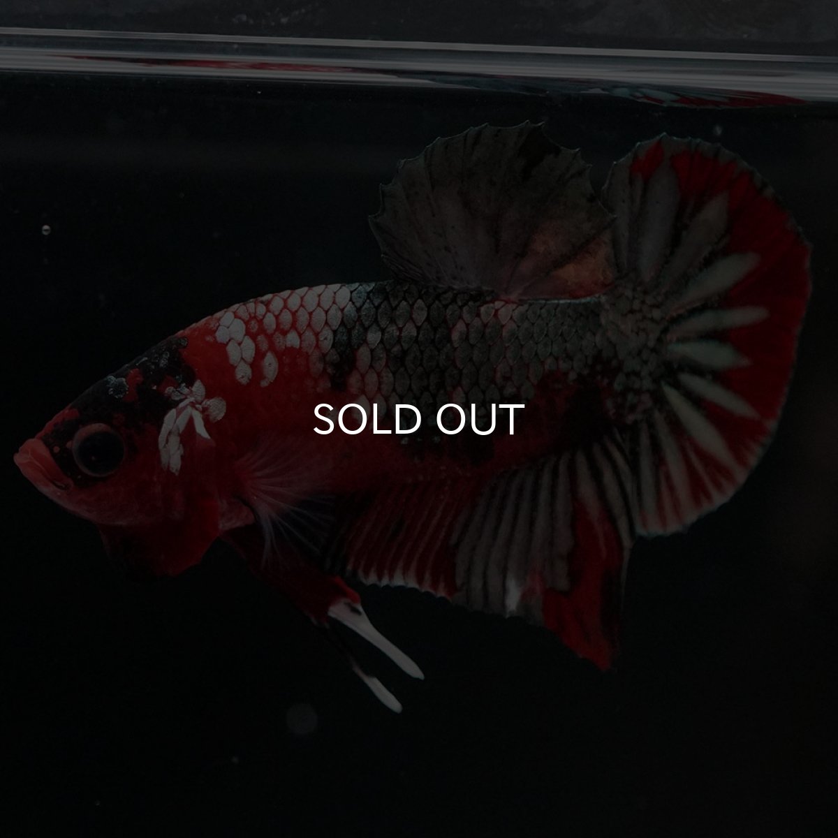 画像6: HMPK 鯉カッパー (6)