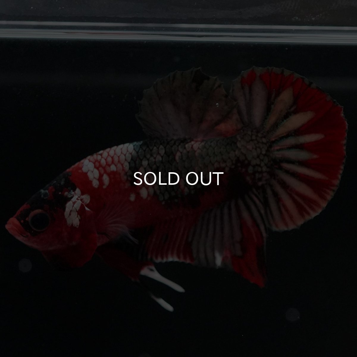 画像8: HMPK 鯉カッパー (8)