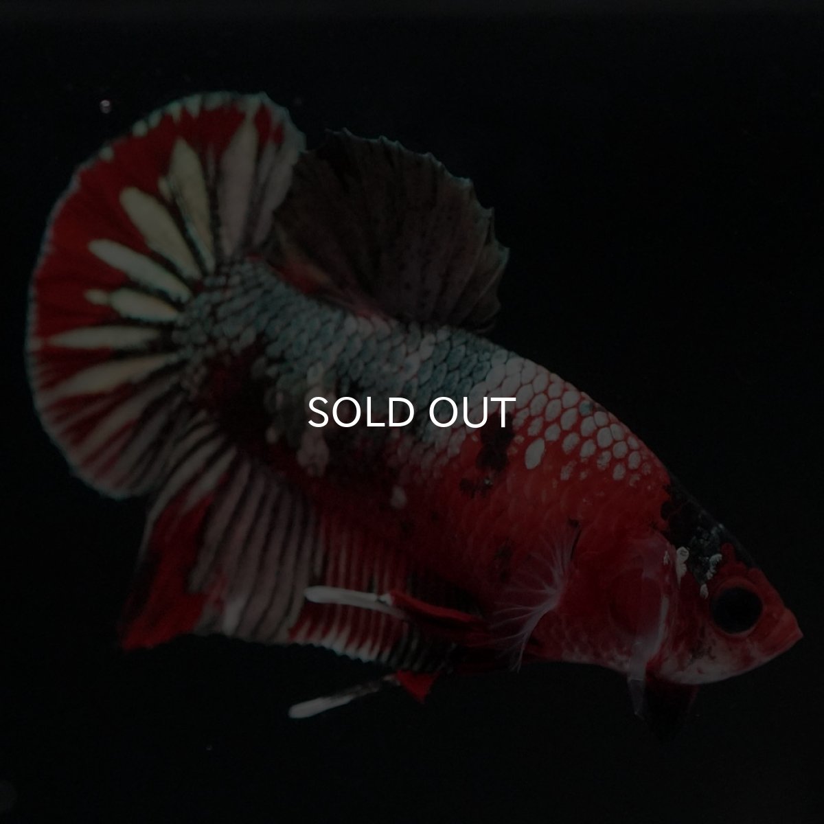 画像7: HMPK 鯉カッパー (7)