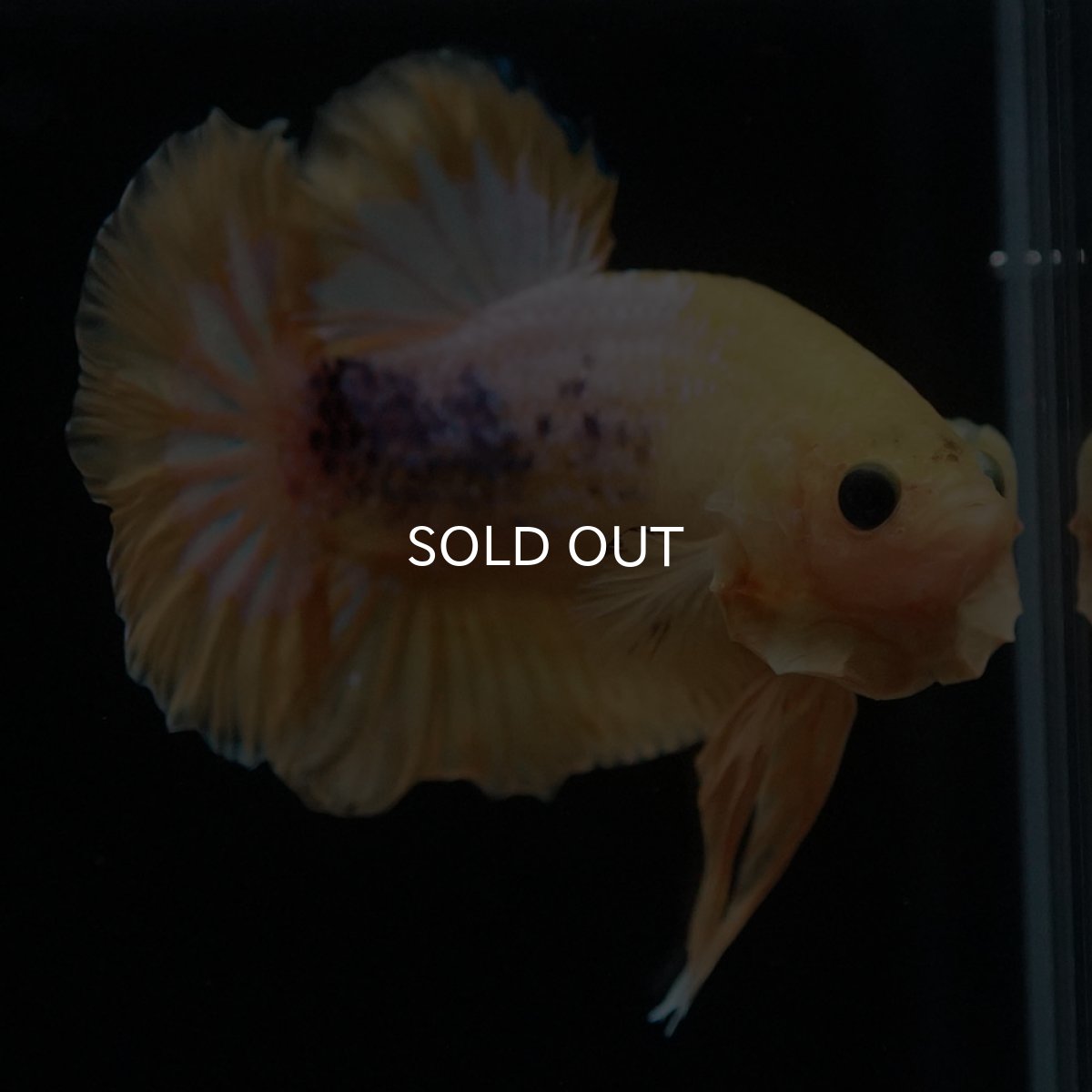 画像6: HMPK　イエローファンシー (6)