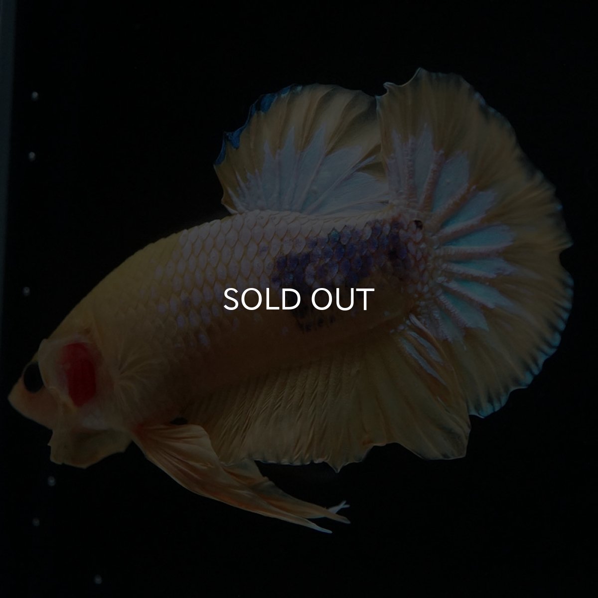 画像3: HMPK　イエローファンシー (3)